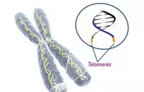 Telomeres - Vivix Study slows their shortening by 40%.